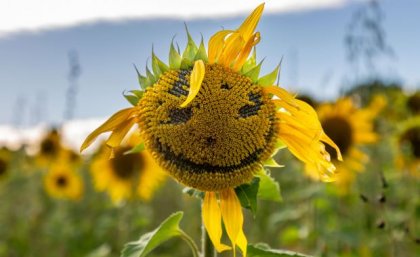 A sunflower in a field, with an illusory face visible in its centre.